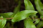 Late purple aster